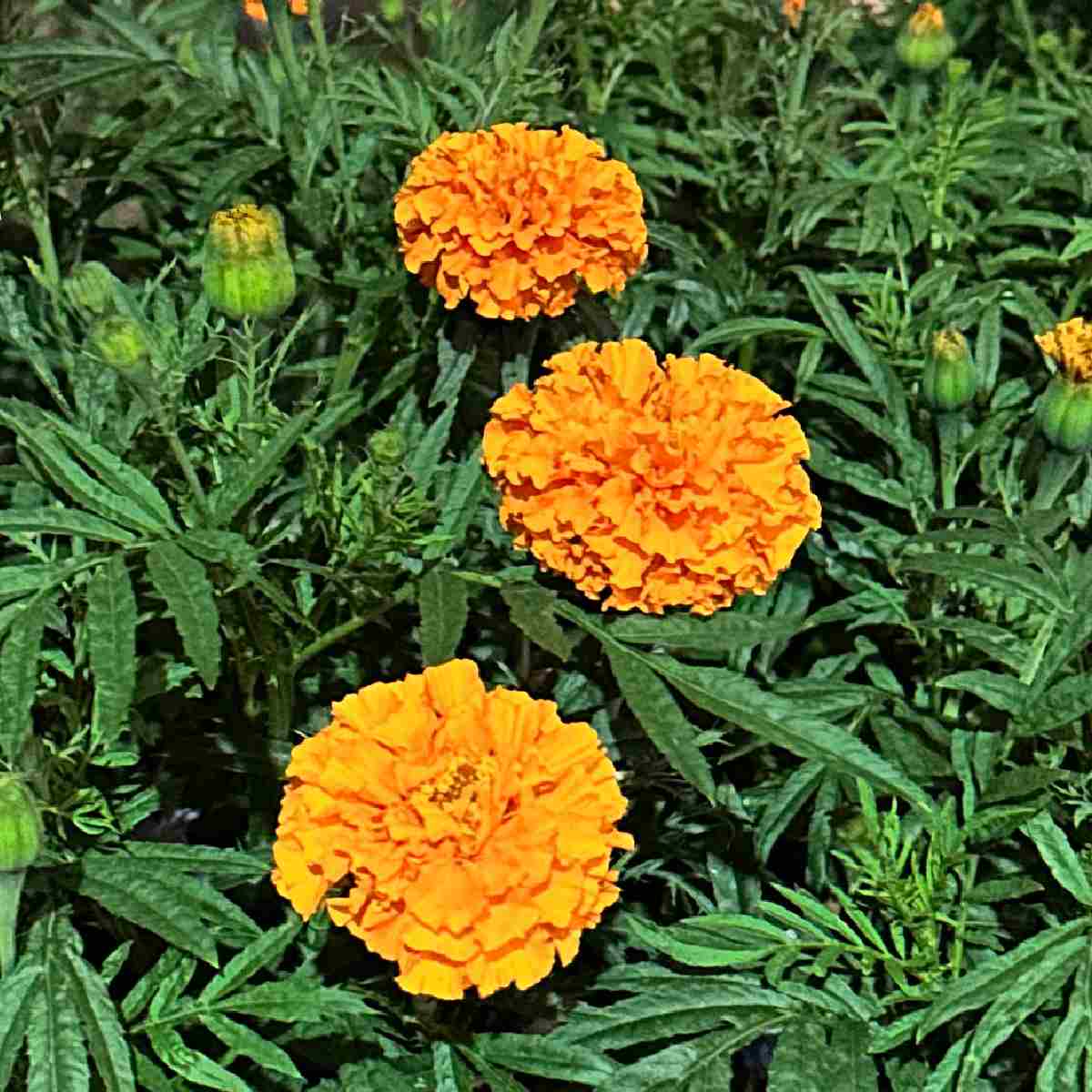 Cravo-de-defunto-africano (Tagetes erecta) Um close de três flores laranjas, comumente chamadas de cravos-de-defunto-africanos, conhecidas botanicamente como Tagetes erecta.