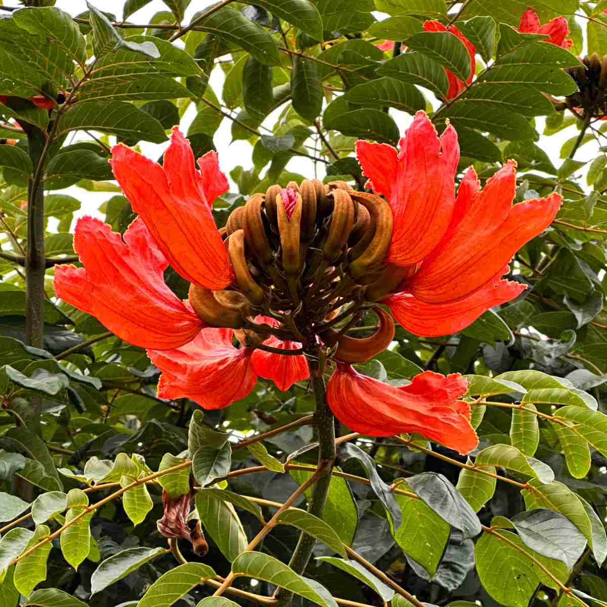 Árvore-tulipa-africana (Spathodea campanulata) Uma foto em close de um cacho de flores laranjas de uma árvore-tulipa-africana, conhecida botanicamente como Spathodea campanulata.
