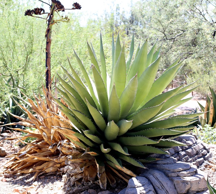 Agave em tamanho real