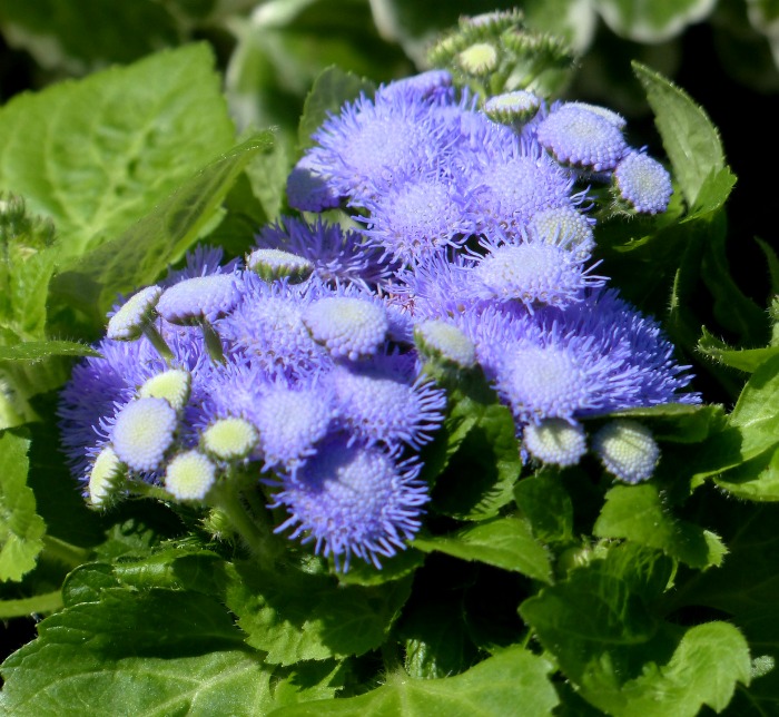 Ageratum é ótimo para repelir mosquitos