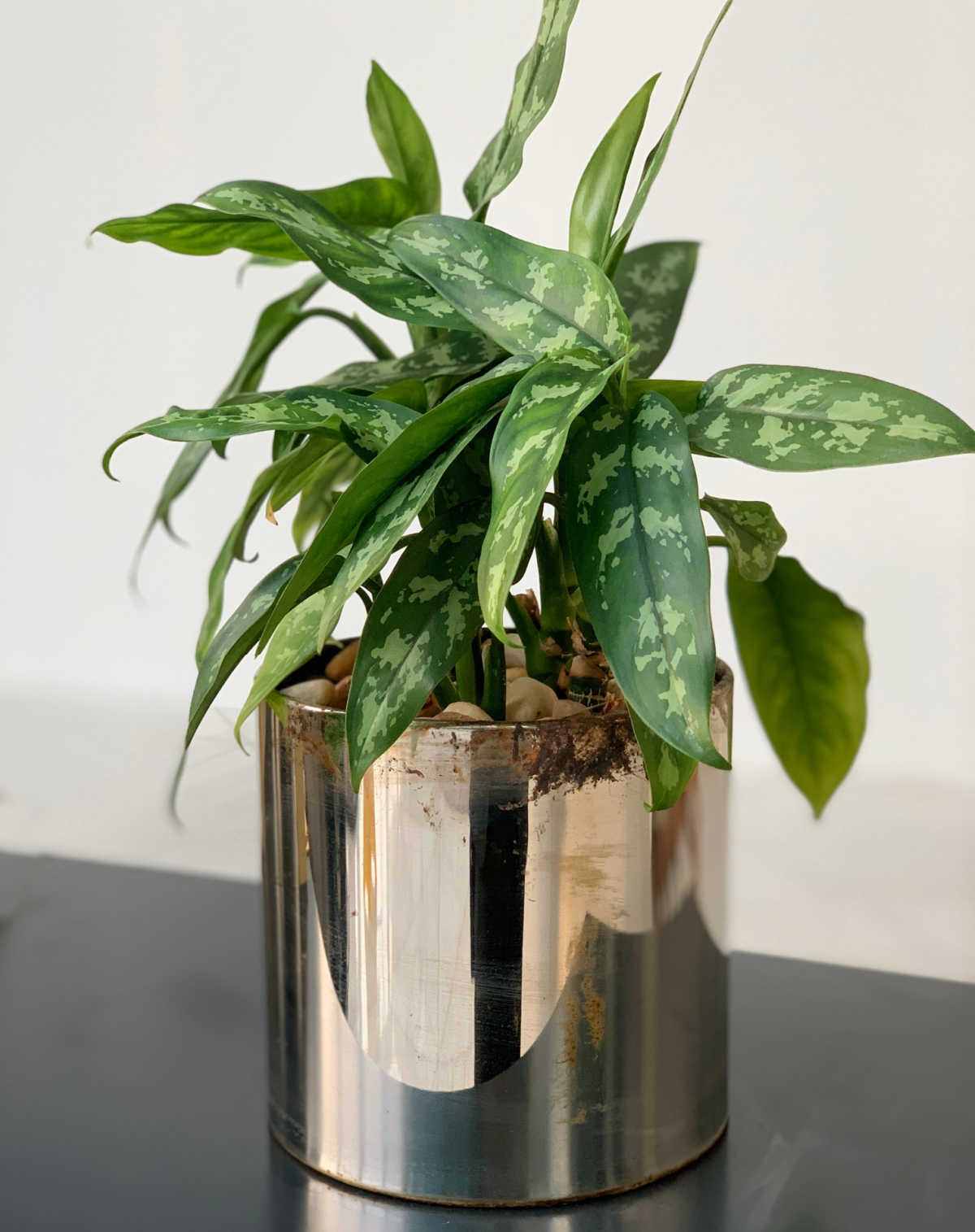 Aglaonema em um vaso dourado brilhante.