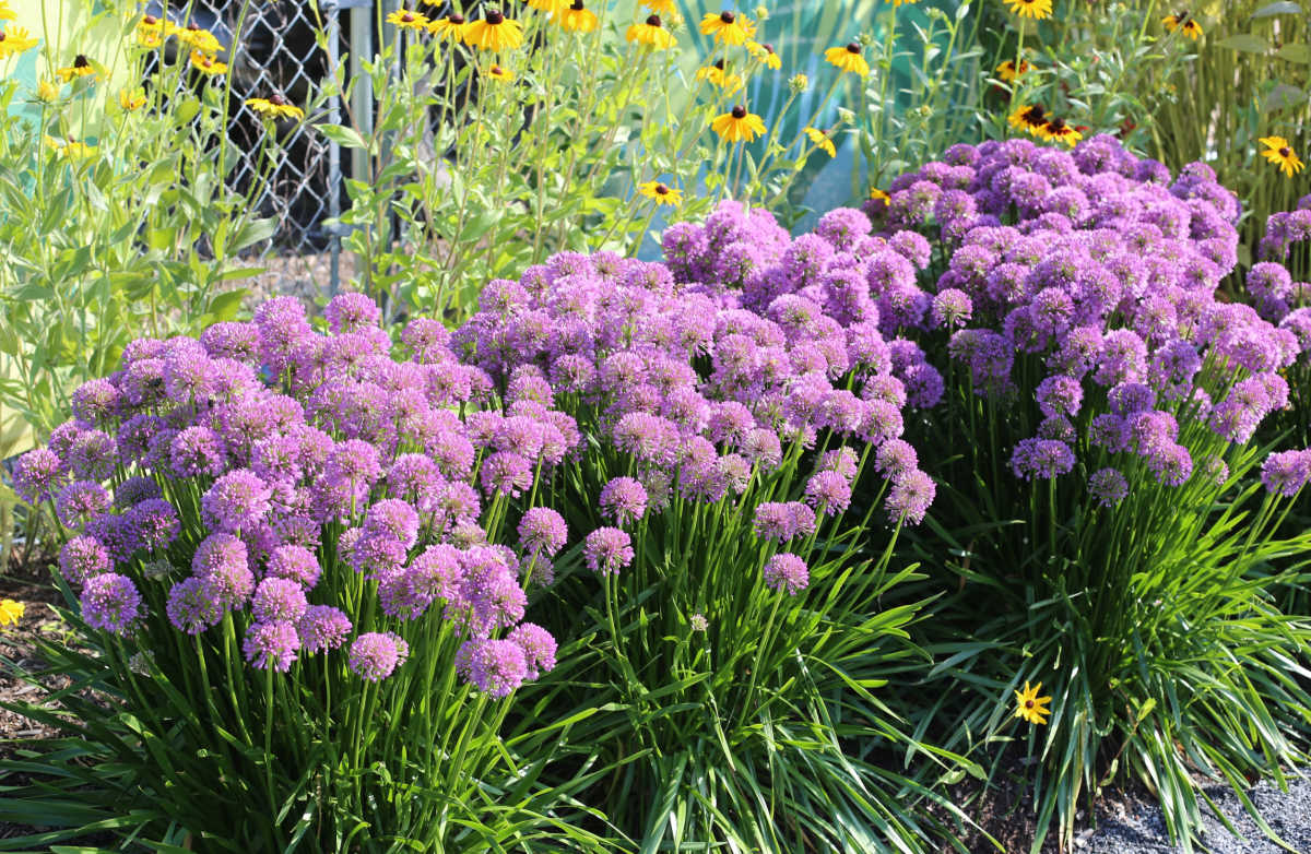 Uma planta de jardim cottage, allium, florescendo em fila em frente a uma cerca de alambrado.