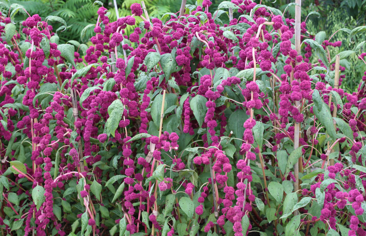 Uma amaranto roxa em plena floração.