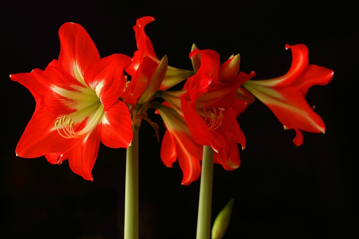 Bulbos de amaryllis
