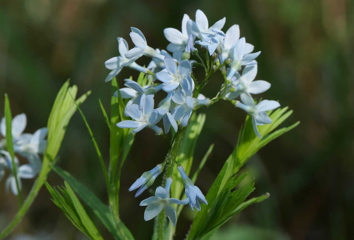 Um close da flor azul de amsonia.