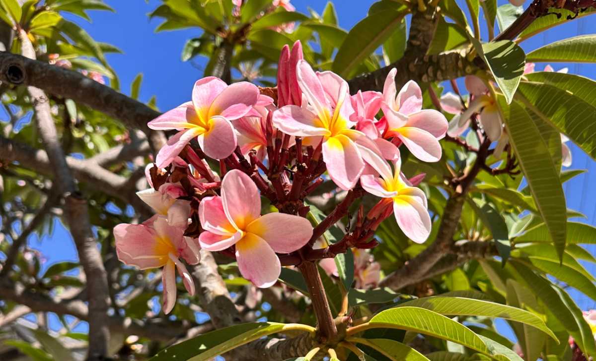 Um grupo de flores tropicais rosas com gargantas amarelas de um frangipani ana rosa (plumeria 'ana rosa').