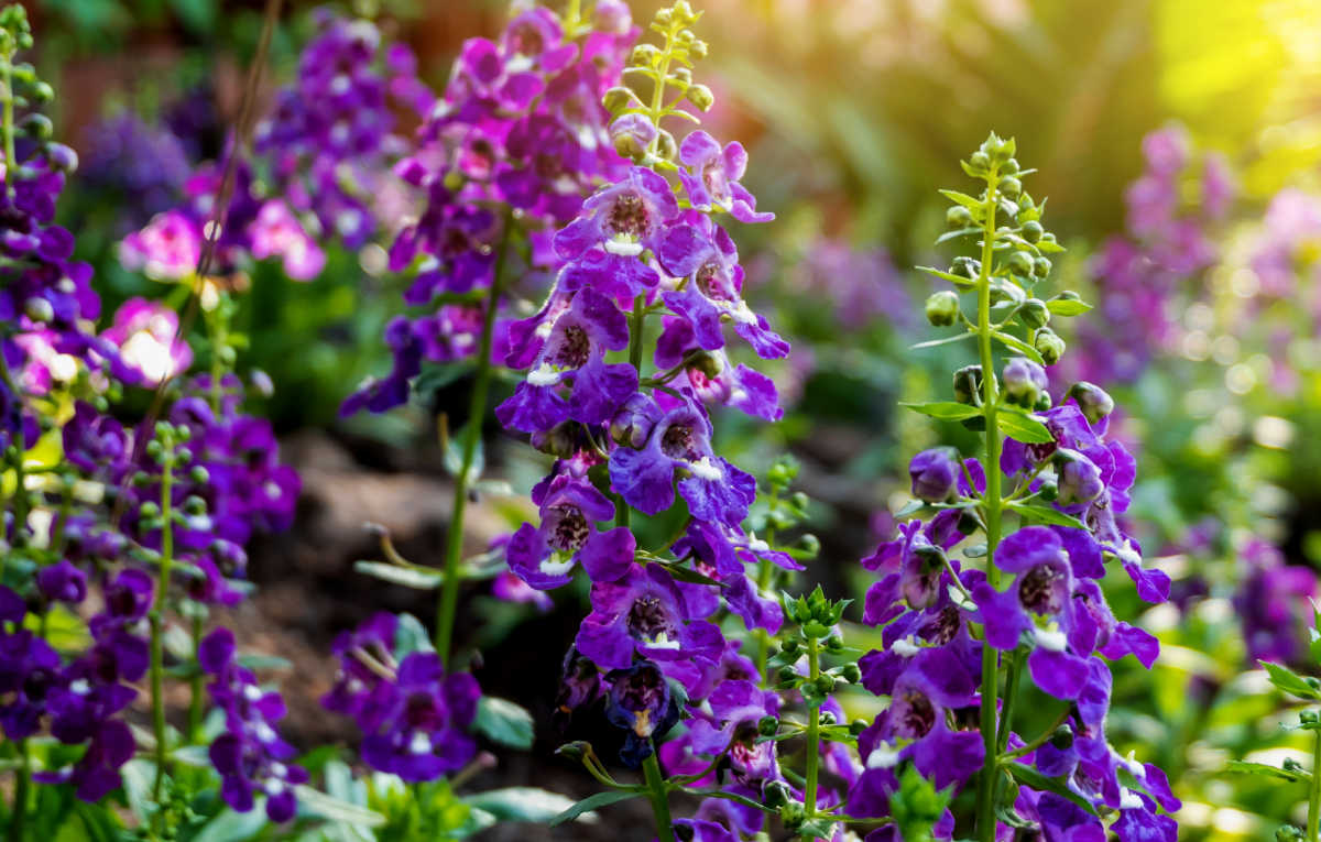Um close de angelonia em um campo. As flores não precisam de deadheading.