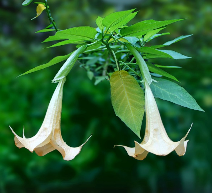 Duas flores de brugmansia pendentes laranja claro.