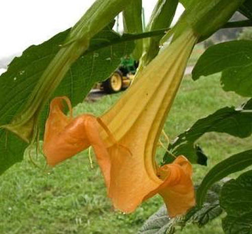 Close up de uma flor de trombeta dos anjos.