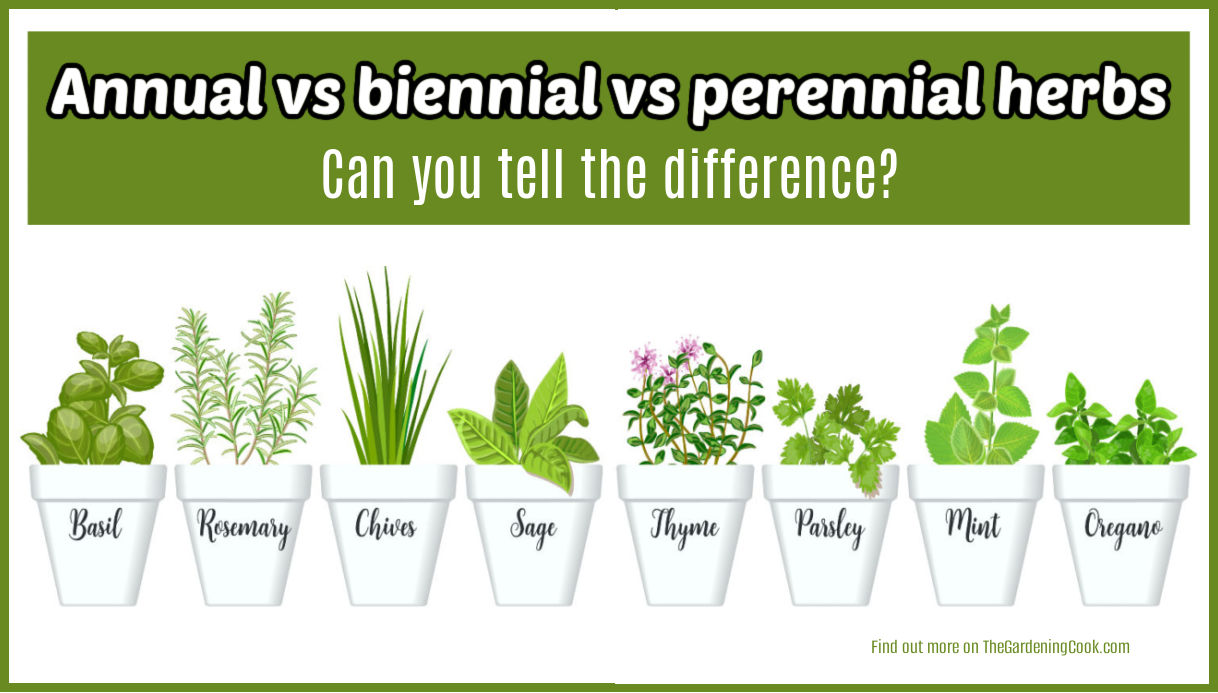 Fileiras de ervas em vasos brancos com os nomes da erva no vaso. Caixa de texto verde lê ervas anuais vs bienais vs perenes. Você consegue ver a diferença?