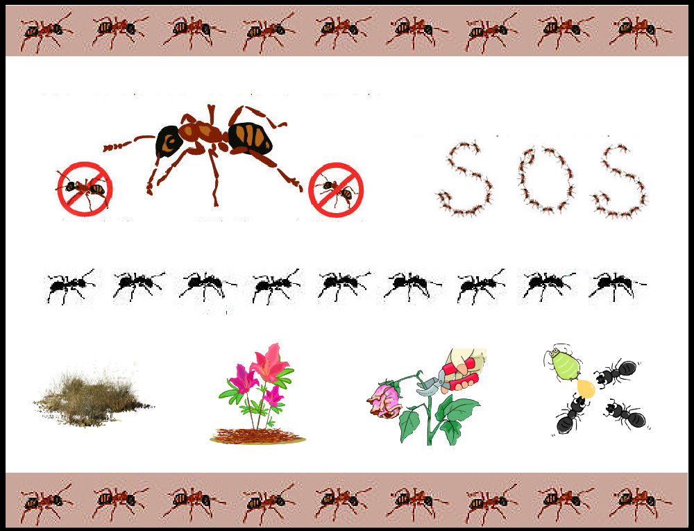 Gráfico SOS das formigas mostrando quatro coisas a fazer para se livrar das formigas: controlar a cobertura morta, regar as plantas, podar as plantas e monitorar os pulgões.