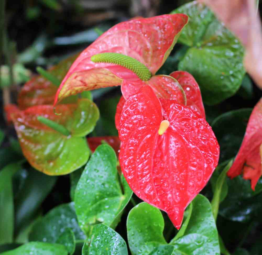 Flor de Anthuri9um.