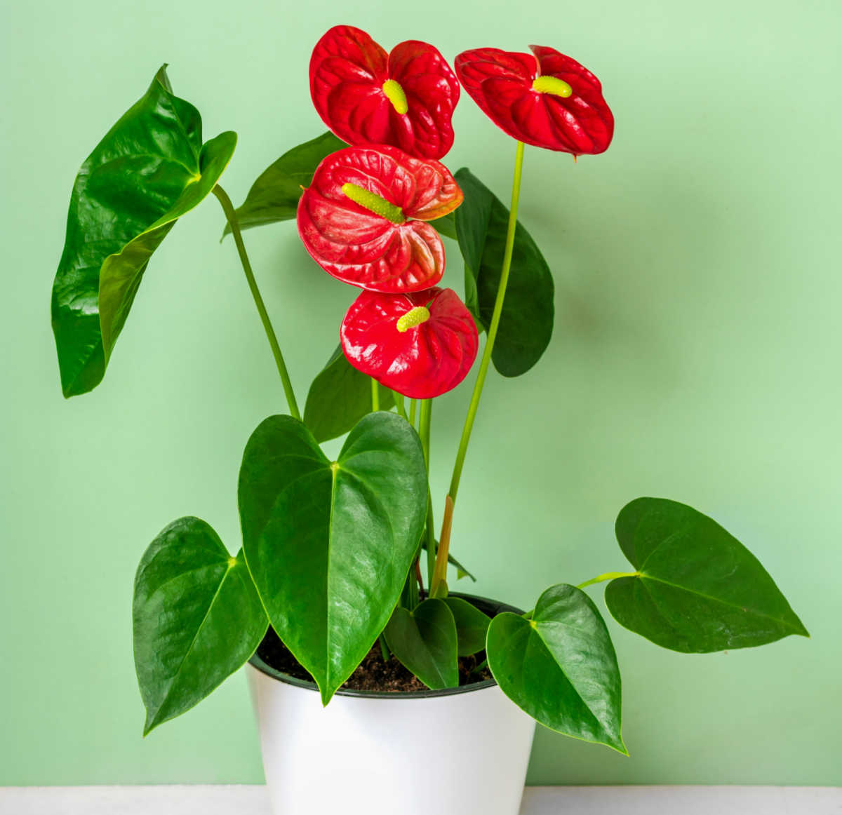 Antúrio em flor em um vaso branco.