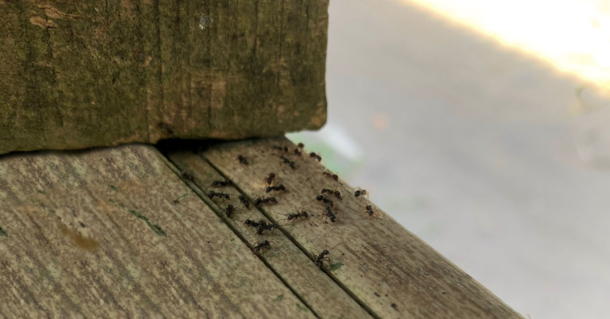 Formigas em uma tábua de madeira tentando entrar em uma casa.