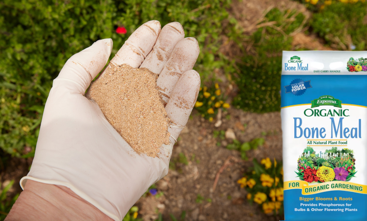 Um agricultor aplicando farinha de ossos orgânica para plantas no solo do jardim.