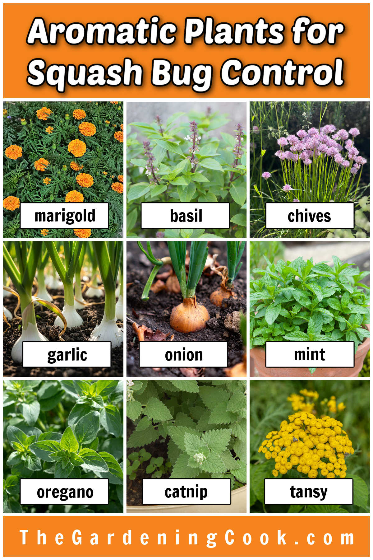 Imagens de plantas aromáticas para controle de insetos da abóbora, incluindo calêndula, manjericão, cebolinha, alho, cebola, hortelã, orégano, catnip e tanásia.