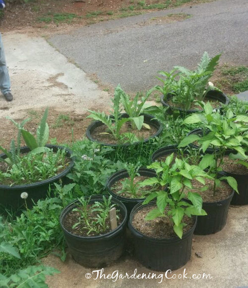 Pimentões e alcachofras crescendo em recipientes. Pimentões e alcachofras em grandes recipientes plásticos de 5 galões em um jardim de vegetais no pátio.