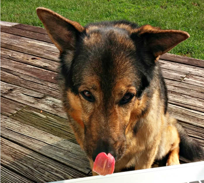 Cachorro pastor alemão em um deck de madeira lambendo a língua.