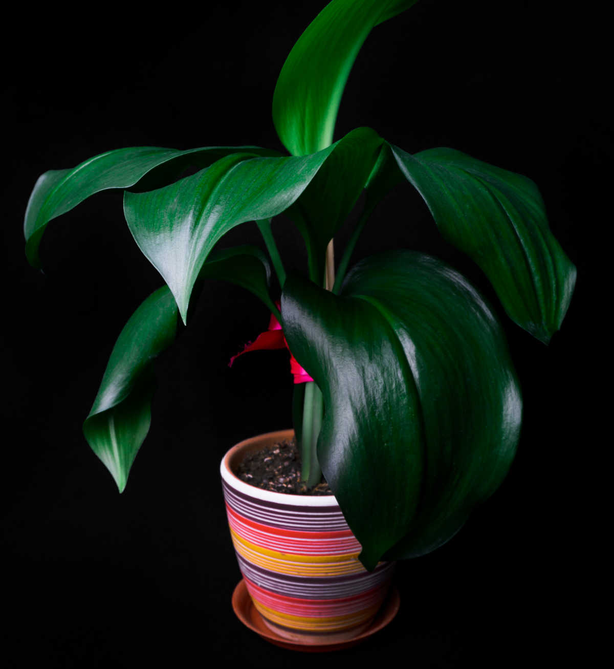 Uma das melhores plantas de interior para pouca luz - Aspidistra saudável em um vaso listrado.
