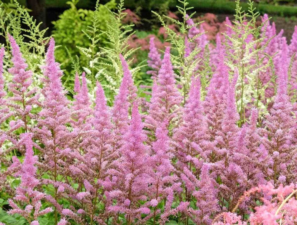 Flores rosas de astilbe florescendo em um prado.