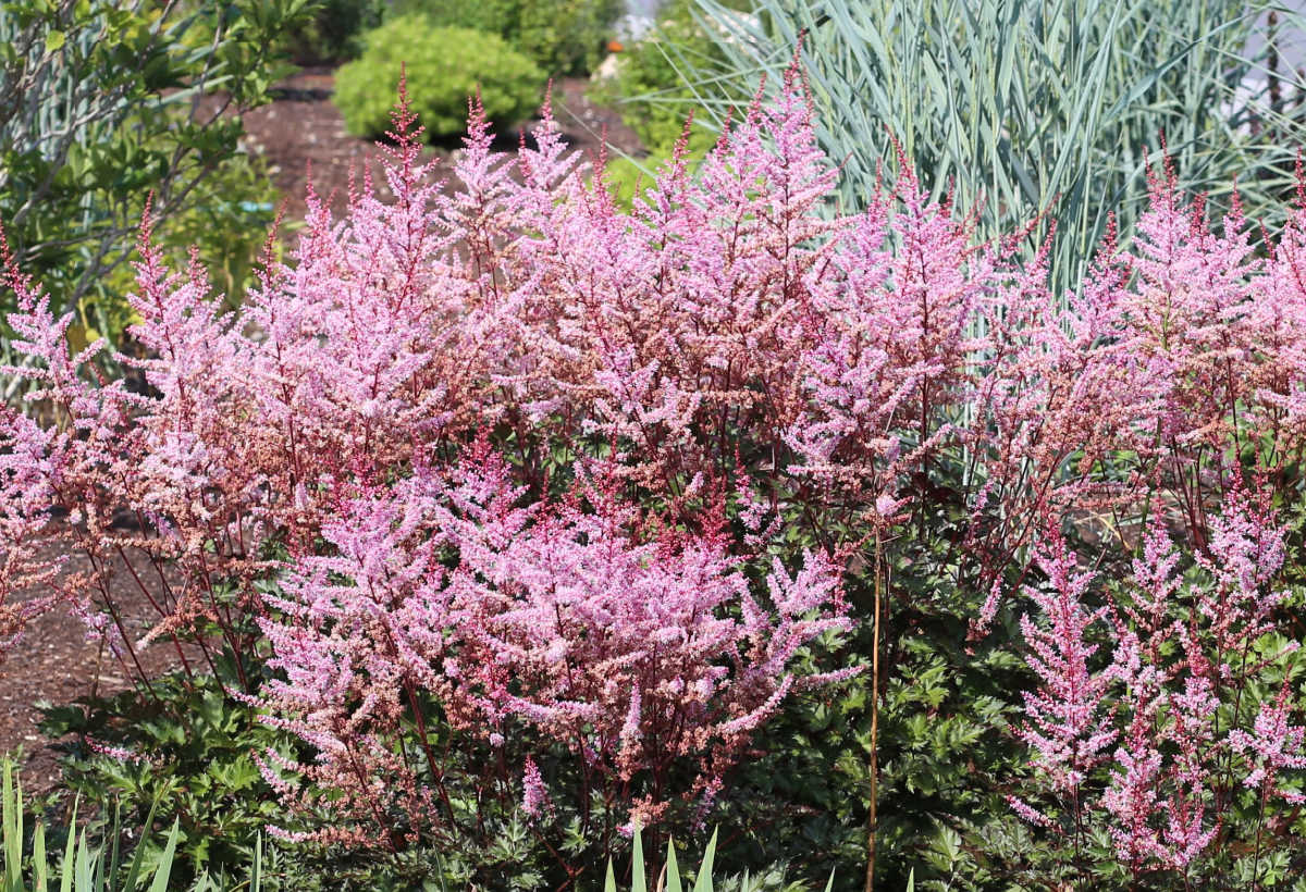 Astilbe, também chamada de falsa barba-de-bode, uma flor de jardim cottage inglês.