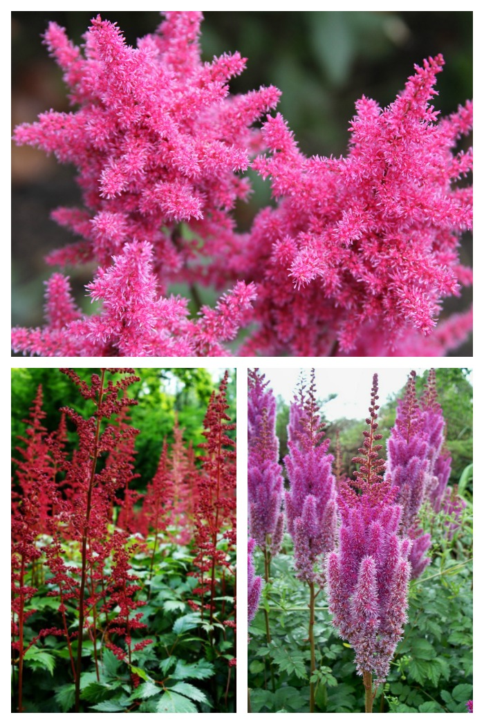 Imagens de plumas vermelho-marrom e roxas de astilbe em um mosaico.