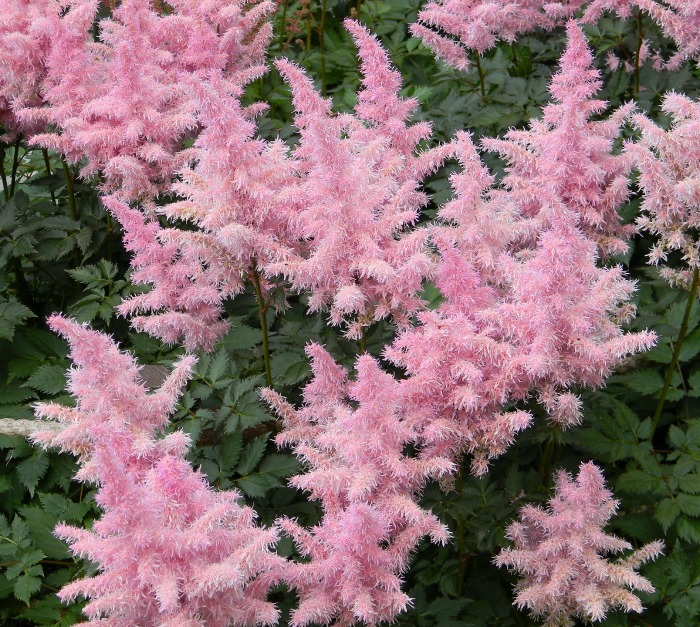 Flores rosa em formato de barba-de-goat, em plena floração