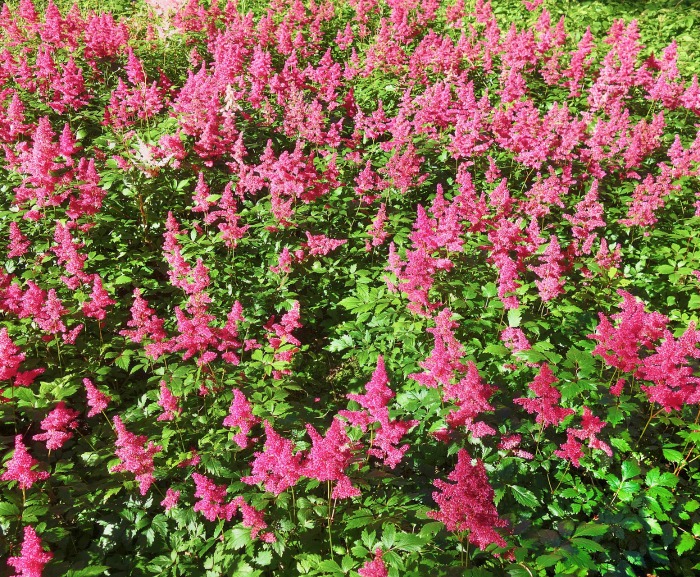 plantas de astilbe
