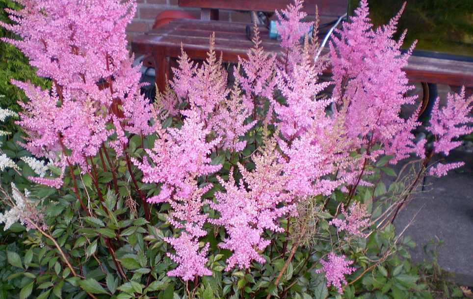 Uma imagem de uma planta de astilbe rosa mostrando suas flores rosas de verão em flor.