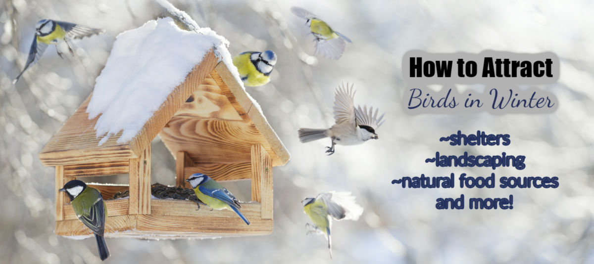 Como Atrair Pássaros no Inverno Pássaros ao redor e pousados em uma casinha de pássaros com neve. O texto diz como atrair pássaros no inverno. ~abrigos, paisagismo, fontes naturais de alimento e muito mais!