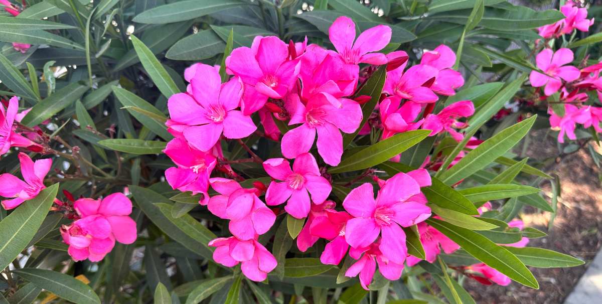 Um grupo de flores rosas venenosas de uma planta oleandro austin pretty limits® (Nerium oleander) e sua folhagem.