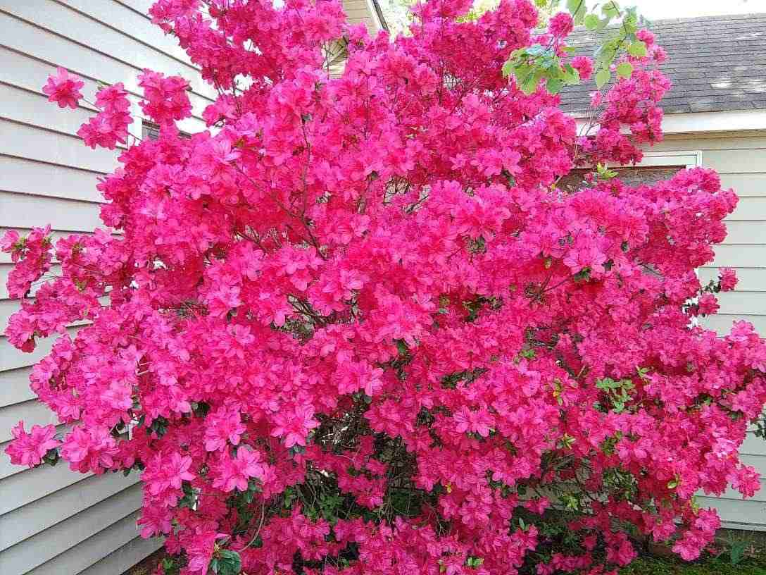 Uma grande azaléia (Rhododendron ssp.) contra uma casa com revestimento branco, mostrando o quão grandes esses arbustos de flores pink podem crescer.