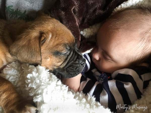 Um cachorro deitado em uma cama