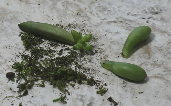 Novas plantas grátis. As folhas das suculentas enraizarão e farão novas plantinhas