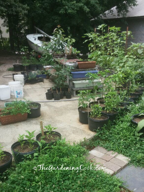 Jardim de vegetais em espaço pequeno Um pátio nos fundos com vegetais, flores e ervas, todos crescendo em recipientes.