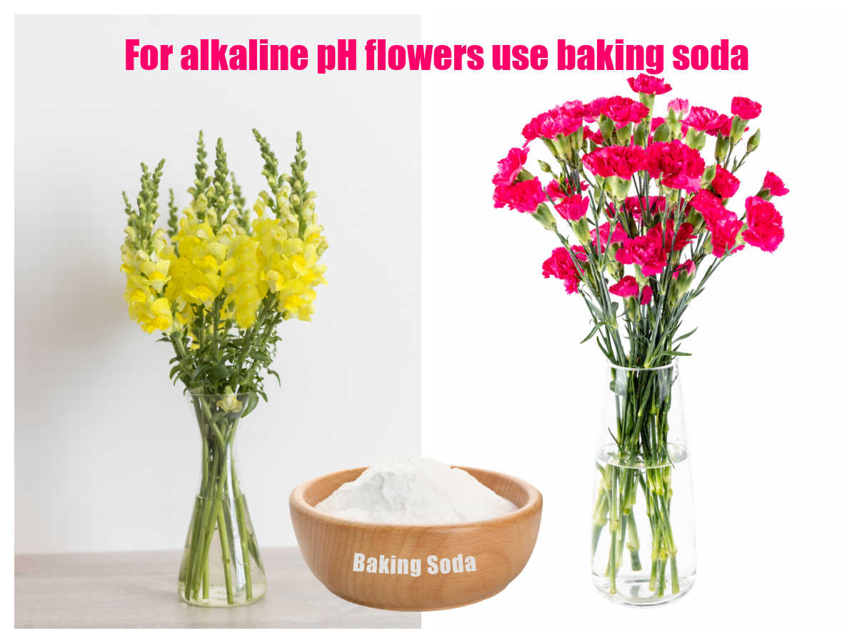 Crisântemos e boca-de-lobo com bicarbonato de sódio e palavras Para flores de pH alcalino, use bicarbonato de sódio.