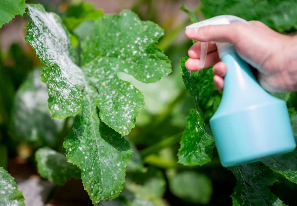 Uma mão com um frasco azul pulverizando bicarbonato de sódio contra o oídio em uma planta afetada.