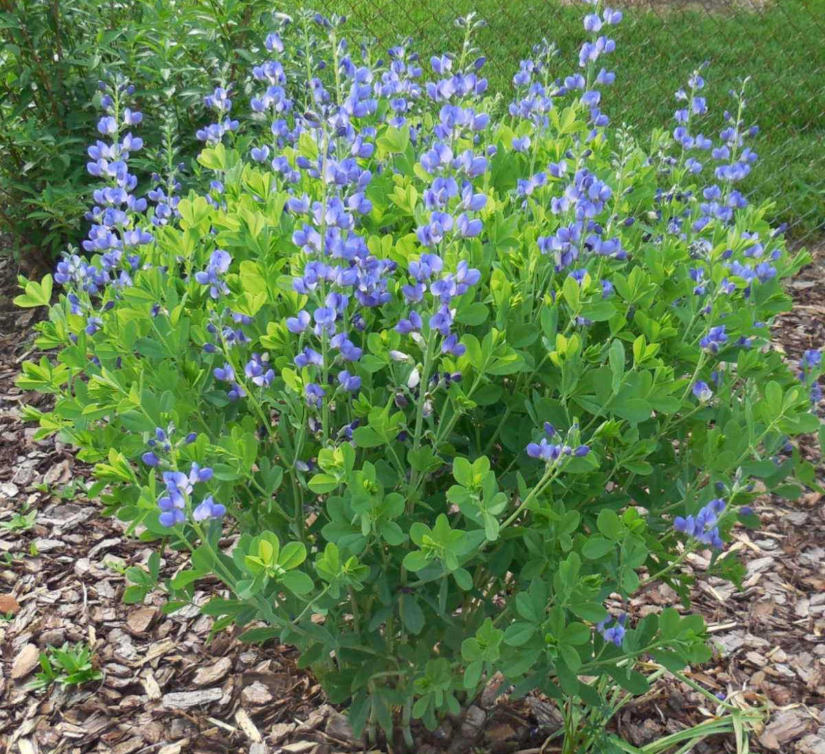 Arbusto perene Baptisia australis plantado ao lado de uma cerca do quintal para esconder a cerca.