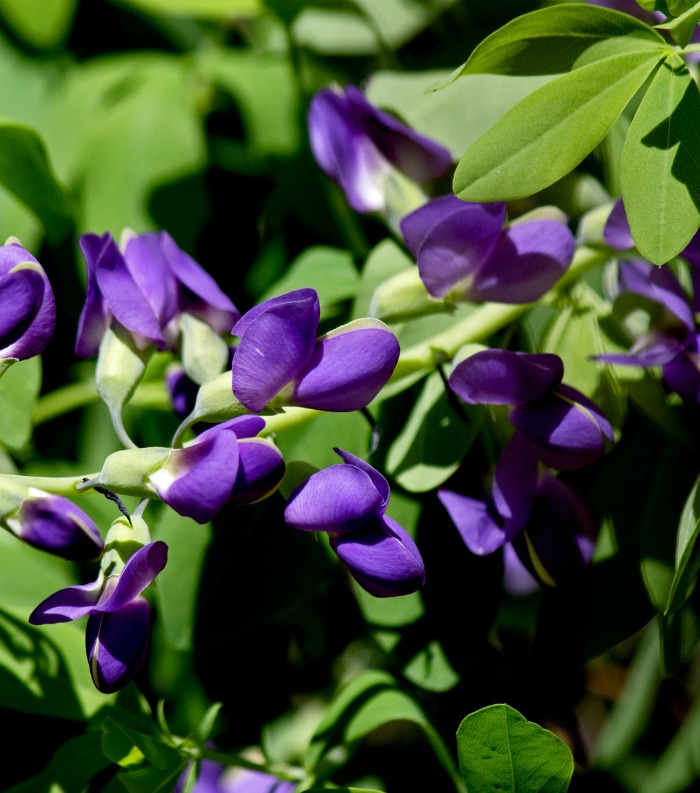 Baptisia Austrália (Sálvia-azul)