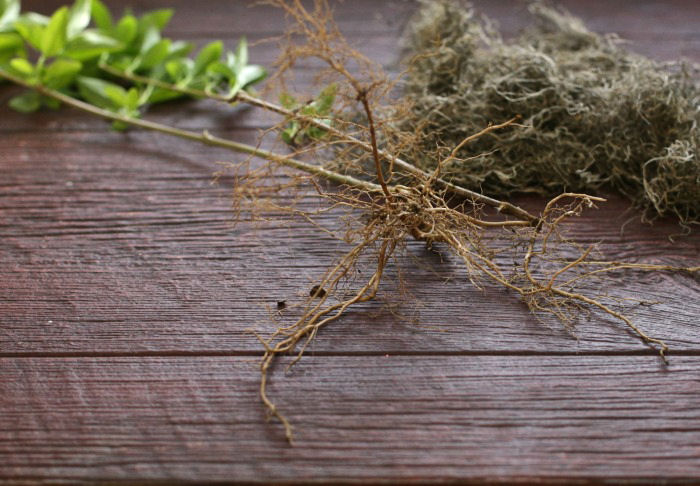 Planta de forsítia de raiz nua sobre um deck de madeira, pronta para ser plantada.