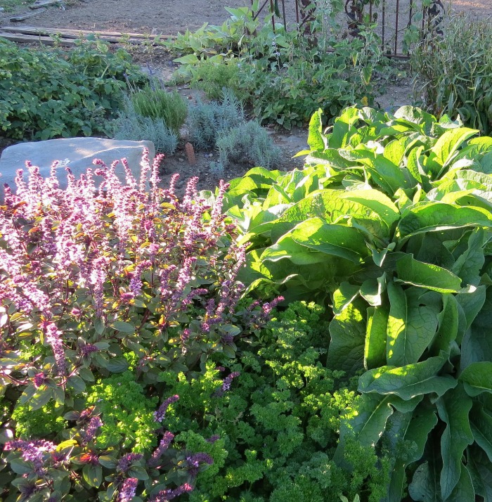 Flores de manjericão em um jardim de vegetais atraem borboletas