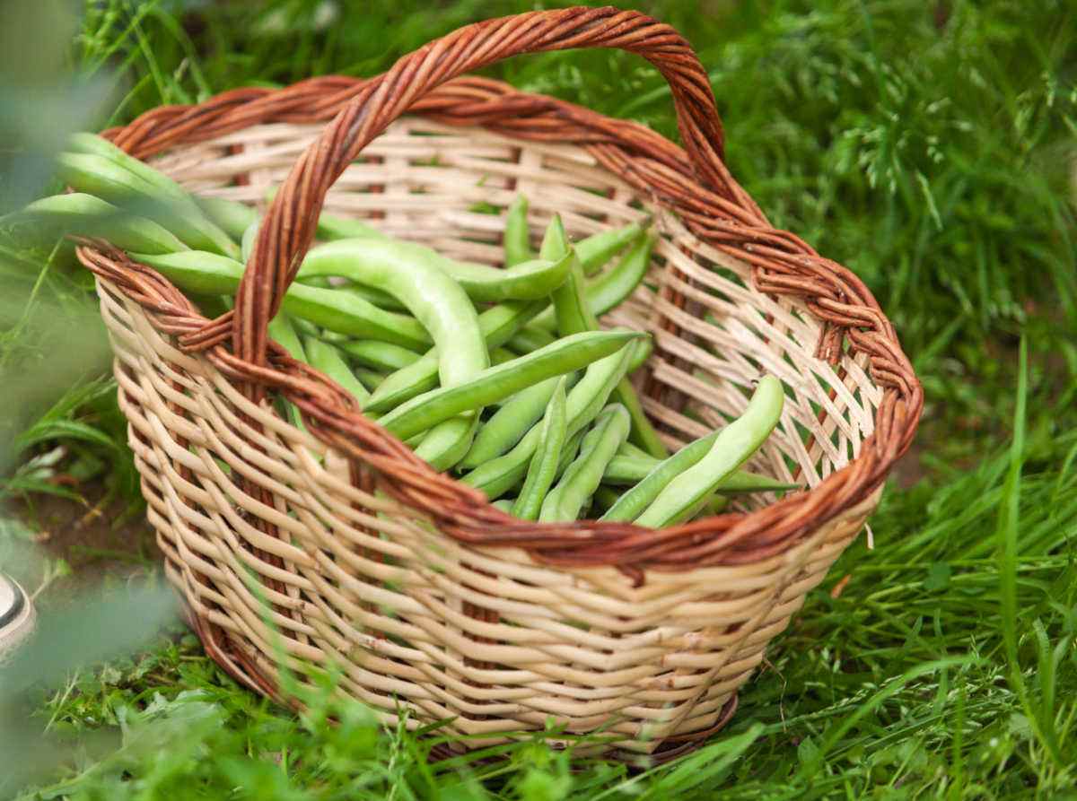 Cesta de feijões verdes colhidos no chão.