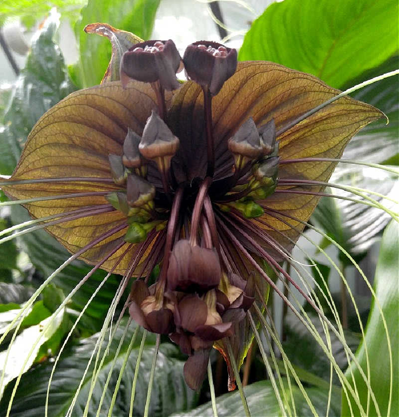 Flor de lírio Cabeça de Morcego com bigodes longos.