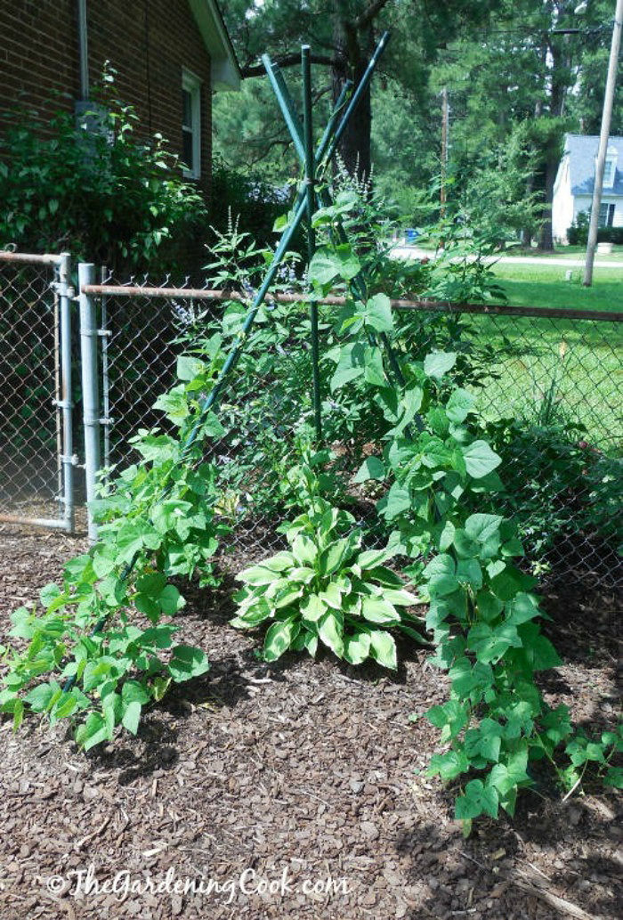 Feijões de vara crescendo em um tipi de feijão em uma horta, com uma planta de hosta no centro.