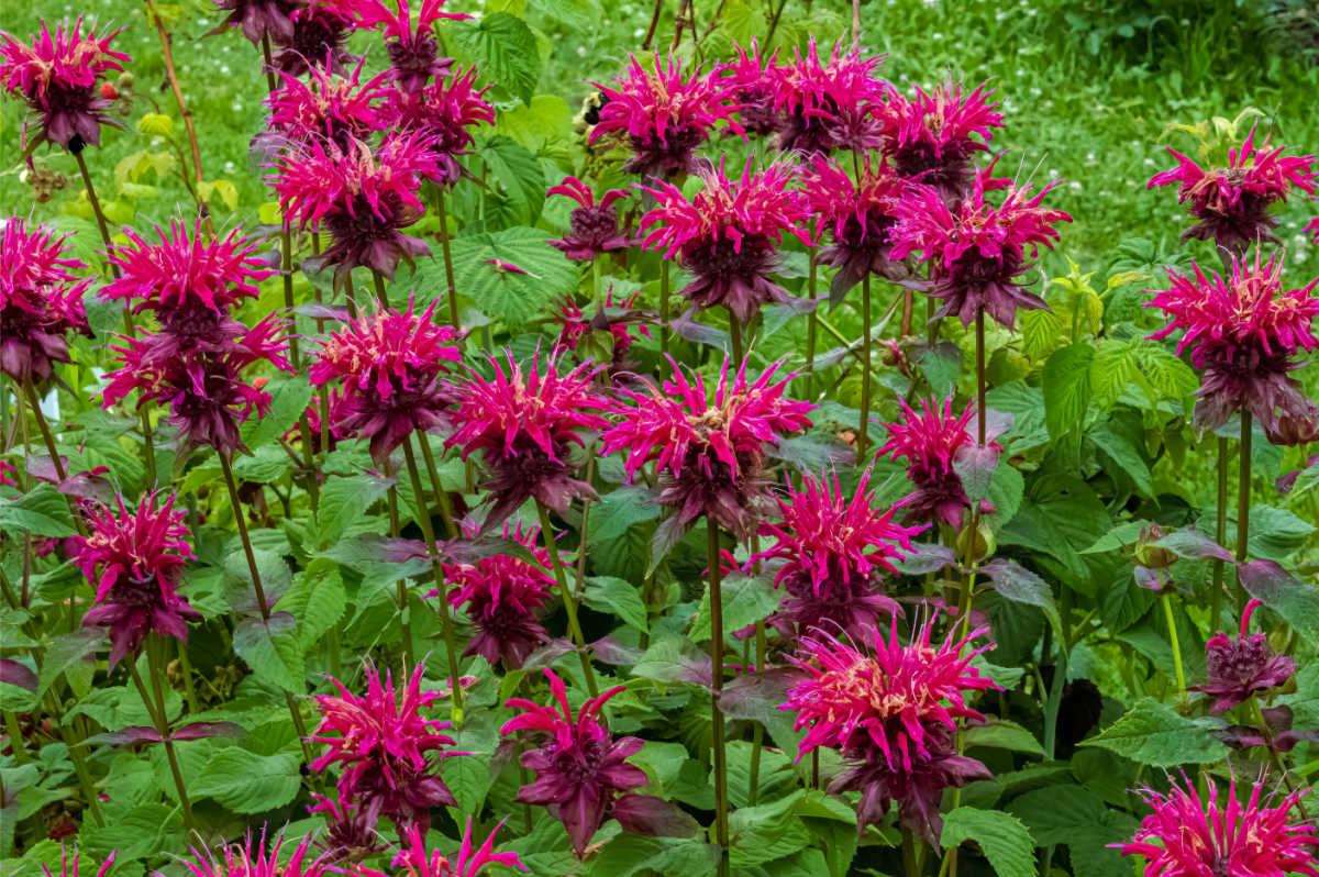 Flores vermelhas de erva-das-abelhas em um jardim.