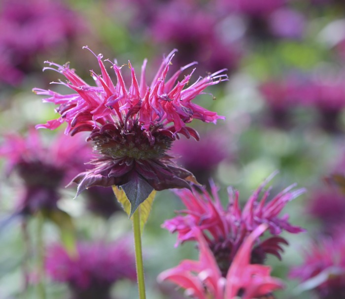Planta de erva-cidreira-bergamota rosa.