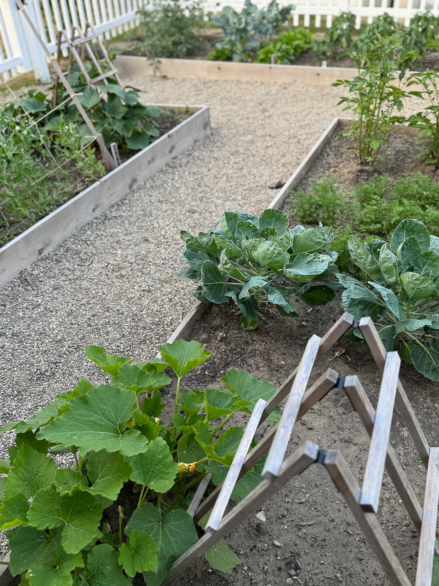 Treliças e gaiolas para atualização da horta
