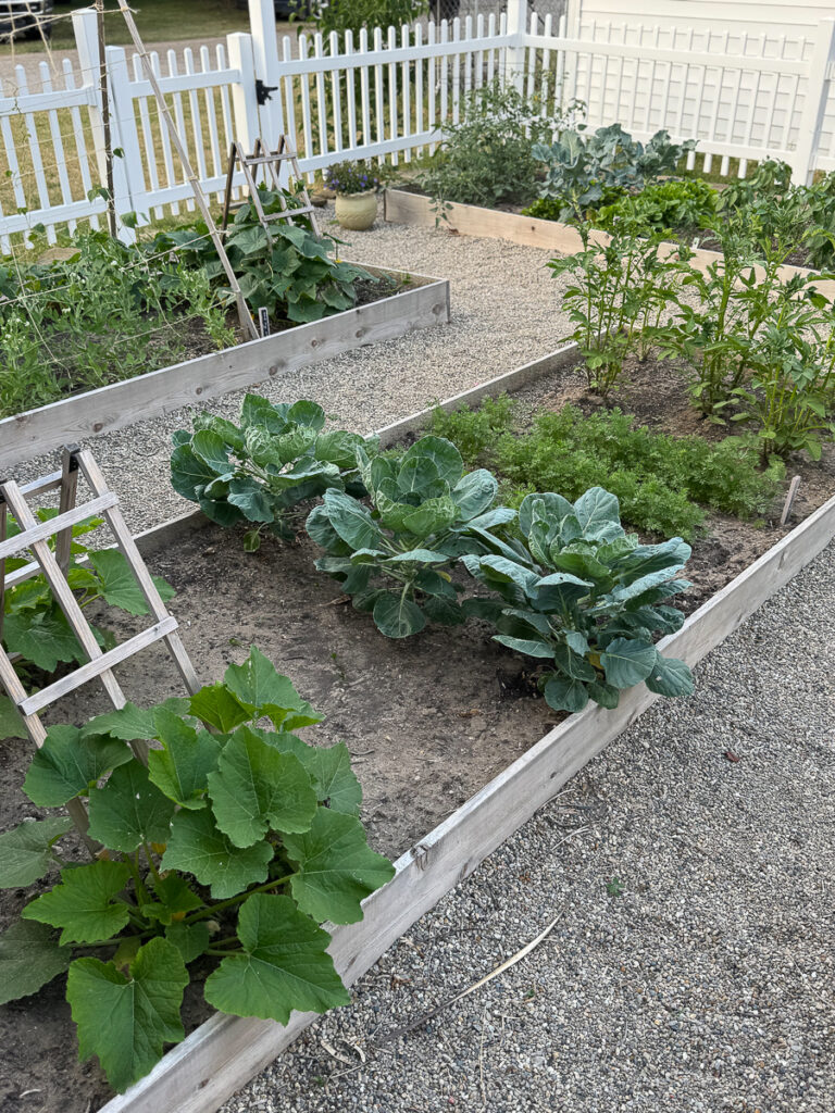 Horta