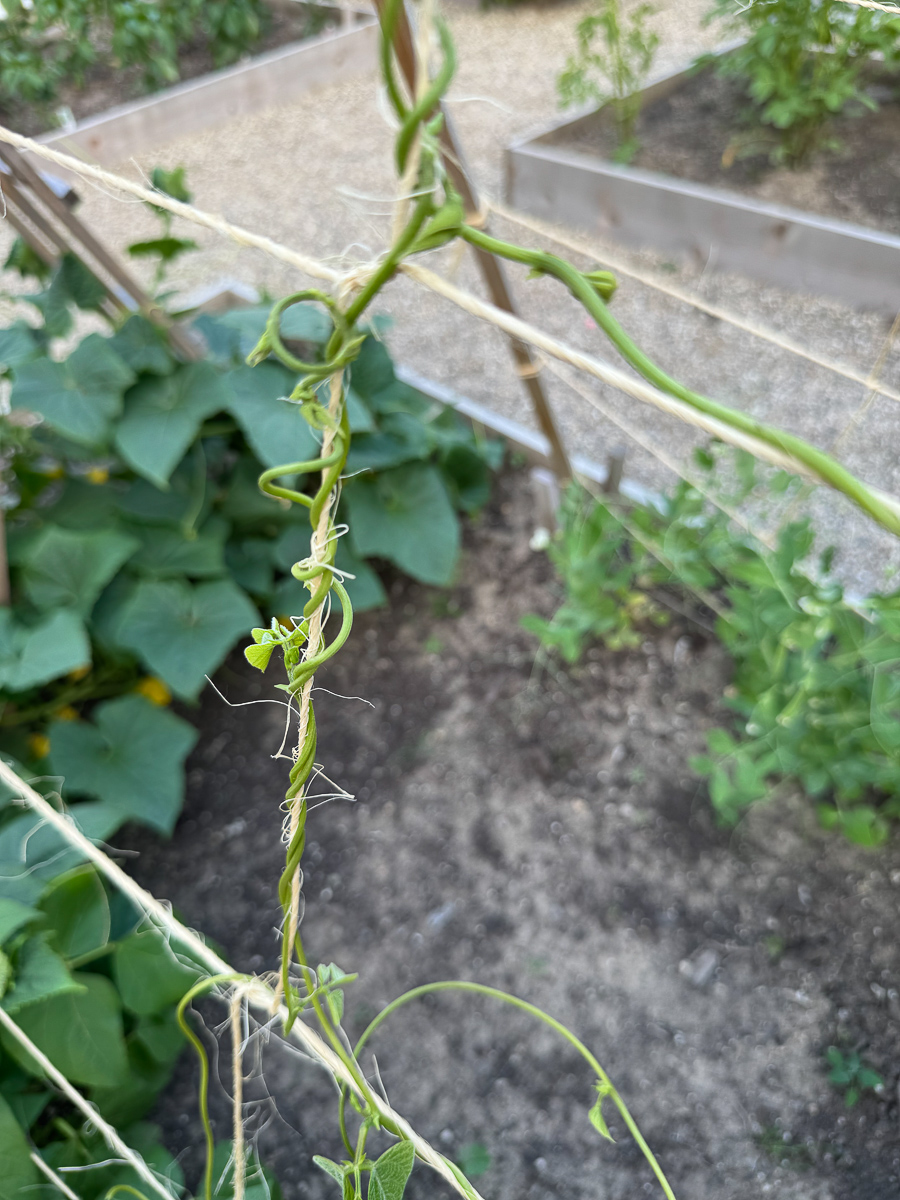 Tomates em uma treliça