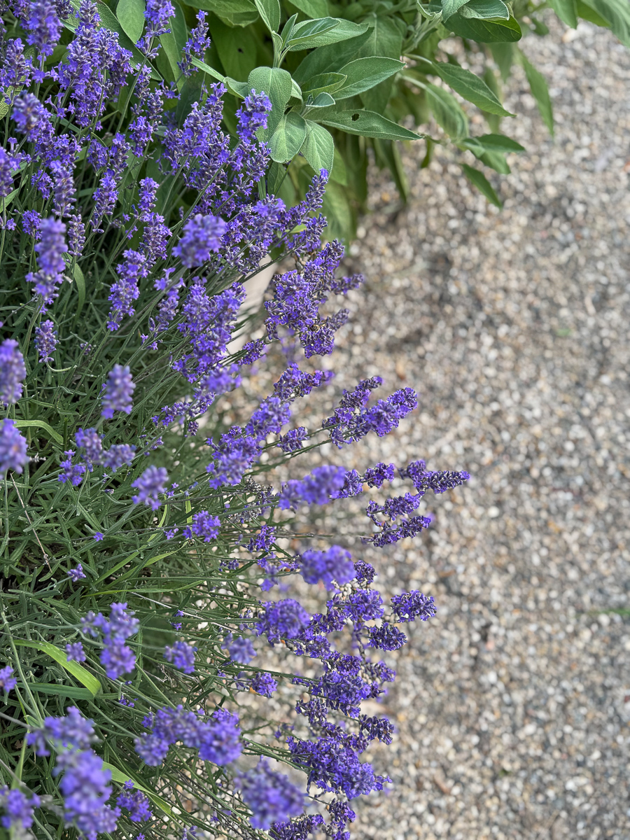 Linda lavanda no jardim de verão